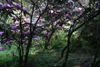 argyrophyllum ssp nankingense plants -1